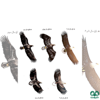 گونه عقاب دریایی دم سفید White tailed Eagle